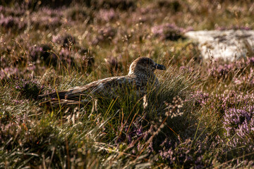 vogel in norwegen am brühten