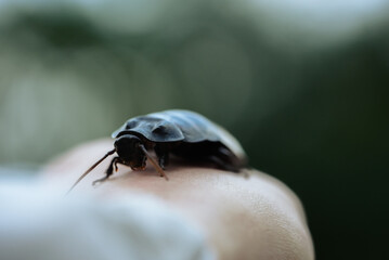 Madagascar Hissing Cockroach on Human Hand