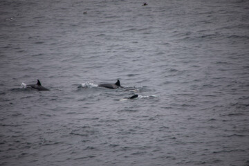 Fototapeta premium orca flossen im meer