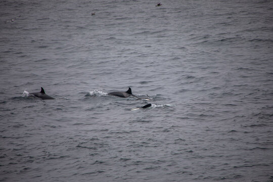orca flossen im meer