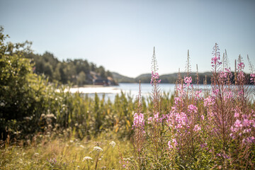 Rosa skandinavische Blumen mit Meer und Küste im Hintergrund