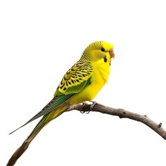 Fototapeta premium Yellow bird and parakeet perched on a branch against a white background
