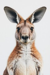 Fototapeta premium Close-up of a Kangaroo