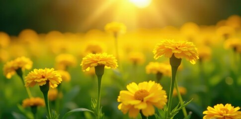 Obraz premium Sunlight filtering through bright yellow marigold flowers in a lush green field, golden hue, sunlight