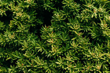 Fototapeta premium Green leafy foliage filling frame, providing textured botanical backdrop with lush depth, highlighting intricate natural plant details for design and environmental concepts
