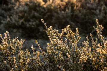 Pflanze im Sonnenlicht, von hinten angestrahlt