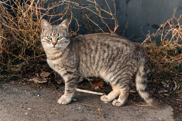 European shorthair tabby cat with striking green eyes standing on gray asphalt pavement, surrounded by dry grass and a dark metal wall in a tranquil outdoor setting