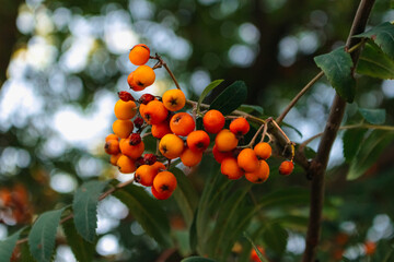 Bright orange rowan berries hang on a branch, illuminated by the soft sunlight filtering through the leaves, creating a vibrant display of autumn colors in nature