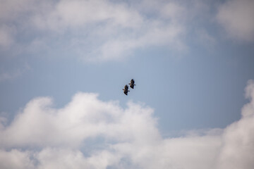Vogel am Himmel