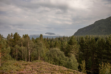 Blick über einen Wald knapp über der Baumgrenze mit Berg im Hintergrund
