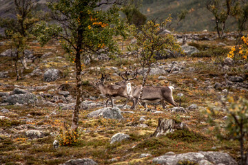 Rentiere in Norwegen zwischen Bäumen