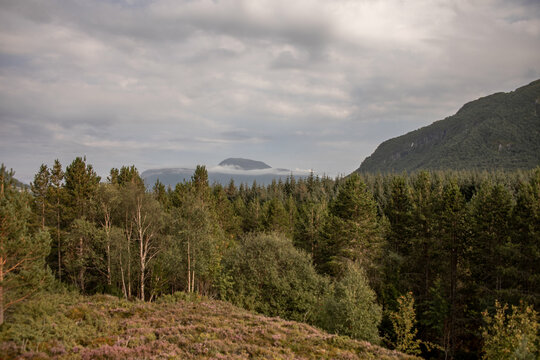 Blick &uuml;ber einen Wald knapp &uuml;ber der Baumgrenze mit Berg im Hintergrund