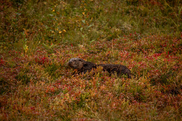 Verspielter Otter zwischen bunten Stauden in einer natürlichen Umgebung