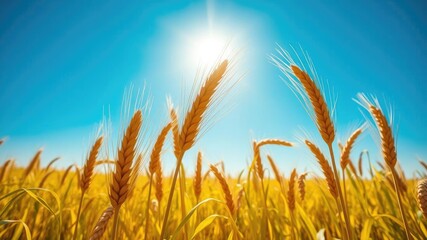 Obraz premium Ripe wheat ears ripe on the stalks in a lush yellow field under a radiant blue sky, with a sense of abundance and fruitful promise, sunny day, golden light, ripened wheat
