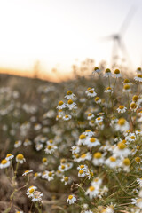 wildes margaritten feld