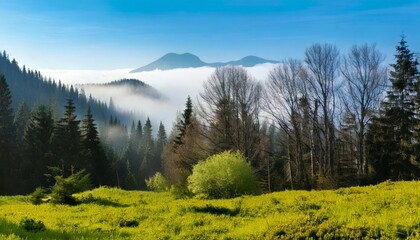Foggy forest in the early morning.