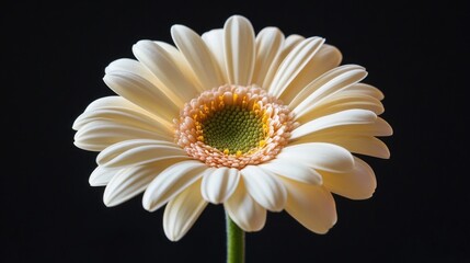 Daisy Flower Close Up