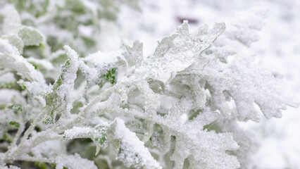 Green plants in the garden are covered with snow. Wintering of cultivated plants and flowers