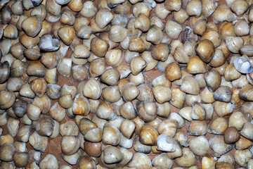 Sarnambi shells, Clams, Vongole, Stone shellfish, Massunim, or Cockles, a mollusk from the order Veneroida, and families Lucinidae, Cardiidae and Veneridae, is consumed in the Northeast of Brazil.