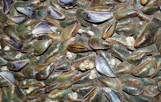 Many sururu shells, a type of mussel; a marine bivalve mollusk, from the Mytilidae family, known scientifically as Mytella strigata; popularly called, in English, marsh falcate mussel or charru mussel