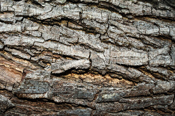 Dark bark of a large fallen tree