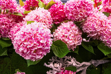 Bouquet of fresh Hydrangea macrophylla large leaved. Colorful floral background.