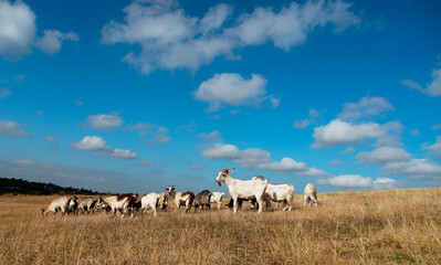 Herd of Goats Grazing in a Field Under a Blue Sky