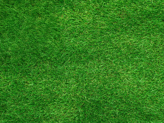 Obraz premium Lush green grass covering ground, creating vibrant and fresh landscape
