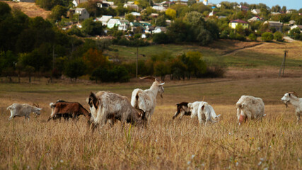 A herd of goats grazing in a dry field.