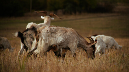 Obraz premium A herd of goats grazing in a dry field.