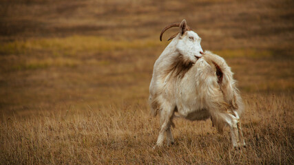 Obraz premium A herd of goats grazing in a dry field.