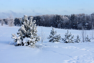 pine trees in the snow. winter landscape at sunrise or sunset