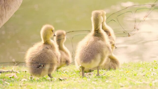 DNA spiral in front goslings goose, DNA analysis evolutionary relationships between different species birds and geese, allowing scientists to create accurate phylogenetic trees