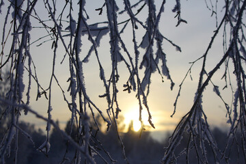 birch branches in the fluffy snow. close-up, bottom view, winter landscape