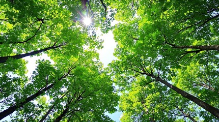 Fototapeta premium looking up at green tree tops in a serene forest
