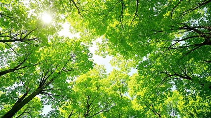 Fototapeta premium looking up at green tree tops in a serene forest