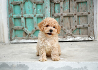Cute Toy Poodle sitting on the floor