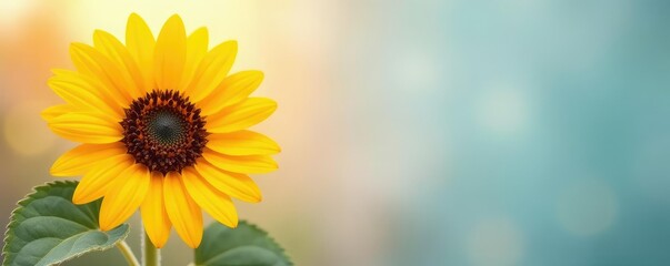 Fototapeta premium Sunflower against a soft and pastel-colored background, pastel, soft focus