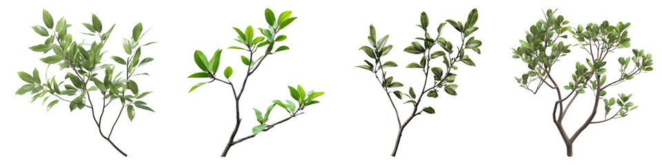 Obraz premium Branch of a tree with green leaves isolated on transparent background, PNG, set of