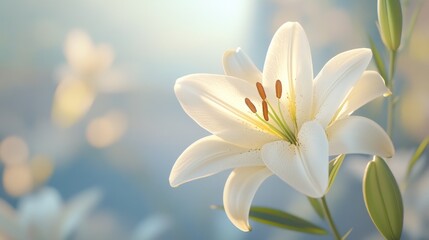 Fototapeta premium A beautiful yellow lily bloom in the sunlight, with a soft focus and natural light enhancing its vibrant color.