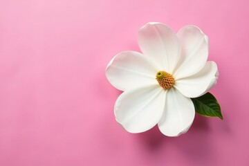 Naklejka premium Single white magnolia flower on a pink background, bloom, floral,