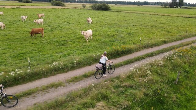 A girl rides her bicycle along a field with cows grazing nearby in summer day. The drone footage captures the charming rural landscape, highlighting the serene interaction between 