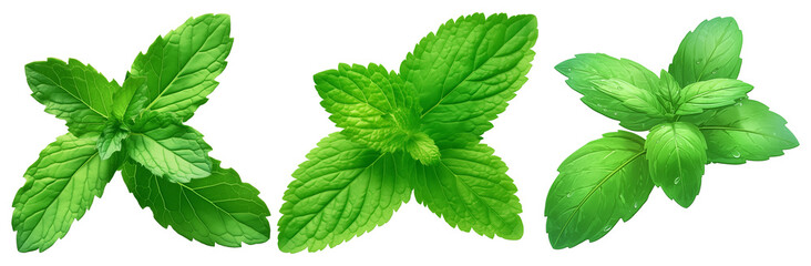 Fresh green lemon balm leaves with vibrant texture isolated on transparency background