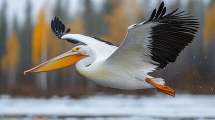 American white pelican soars above water with wings spread in fall season background