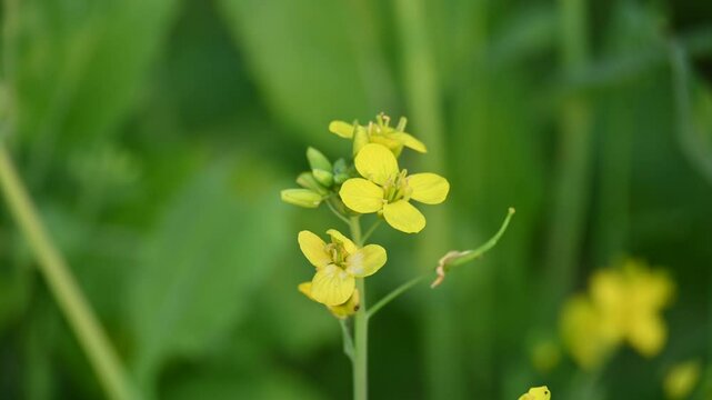 Mustard flowers. It is a plant species in the genera Brassica and Sinapis in the family Brassicaceae. Mustard seed is used as a spice and leaves used greens. Mustard farming. Yellow flower.