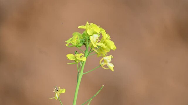 Mustard flowers. It is a plant species in the genera Brassica and Sinapis in the family Brassicaceae. Mustard seed is used as a spice and leaves used greens. Mustard farming. Yellow flower.