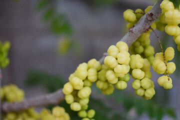 close-up of a branch with clusters of small, yellow, ribbed fruits. The fruits are attached directly to the branch and appear to be densely packed together.