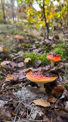 mushrooms, toadstool © Bartlomiej