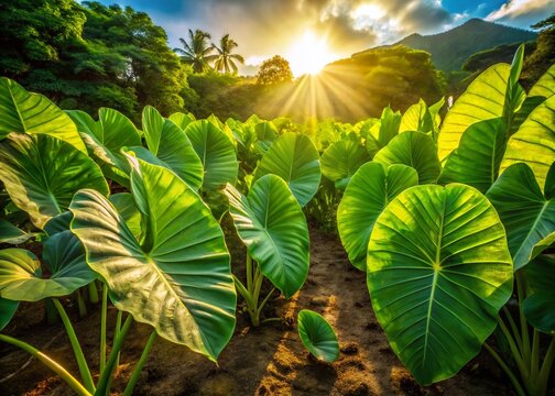 Lush Hawaiian Taro Patch: Vibrant Green Leaves in a Tropical Setting