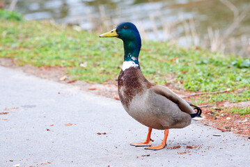 Mallard Male Duck close-up ( Anas platyrhynchos )